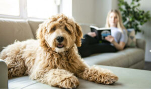 K9-Coach-Home-Dog-Training-3