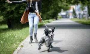 K9-Coach-Home-Dog-Training-4